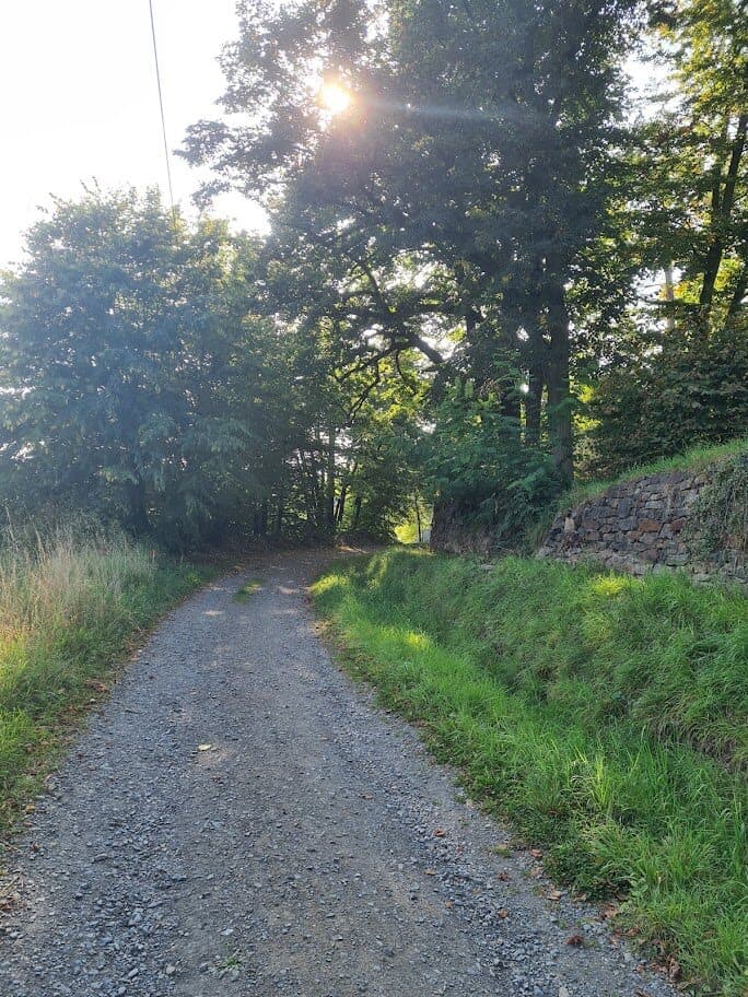 Lesní cesta na naučné stezce Hanuše